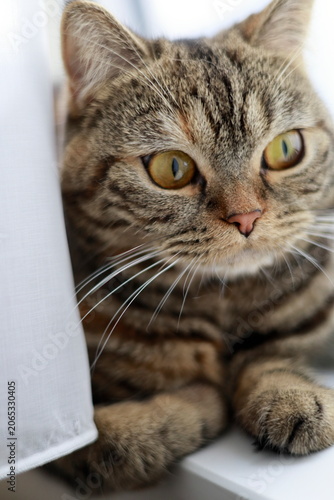 窓際にいる猫のアップ