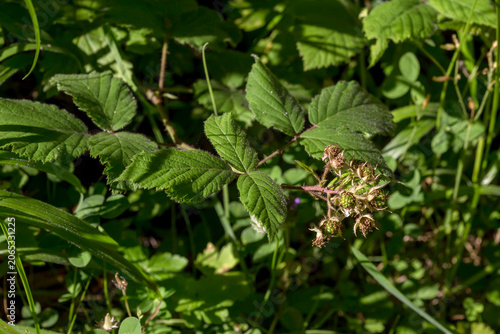 A bush of wild raspberries (Rubus) ripens in the mountains close-up