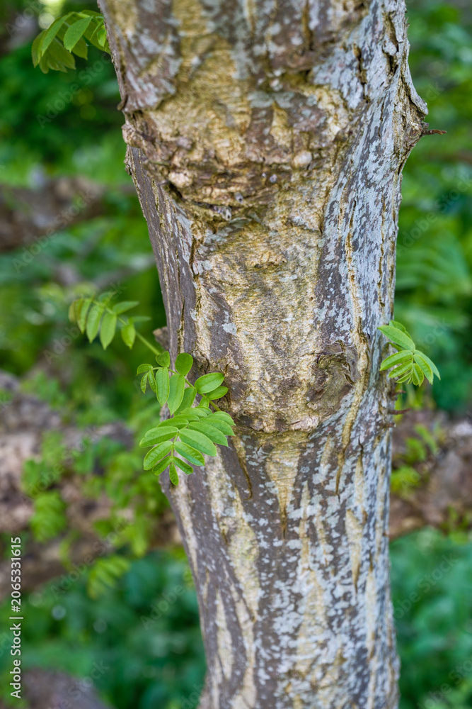 Fototapeta premium Pterocarya fraxinifolia Kaukasische Flügelnuss Detail Stamm