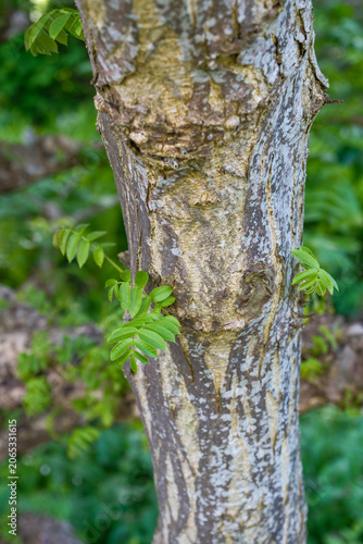 Pterocarya fraxinifolia Kaukasische Flügelnuss Detail Stamm