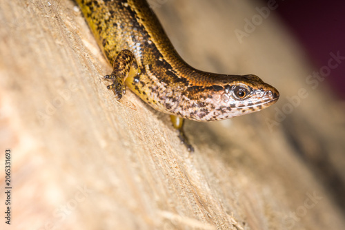 Photos Close up of a common skink, Oligosoma polychroma, also known as the northern gra