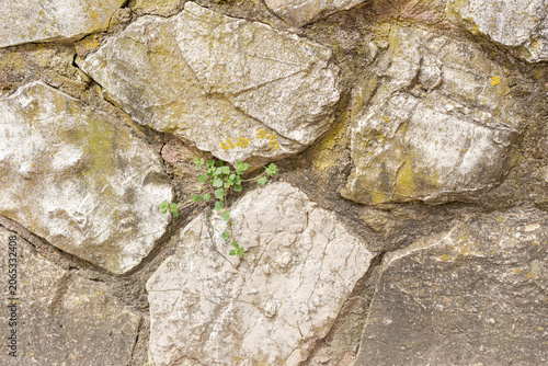 The background gray natural stone and a plant