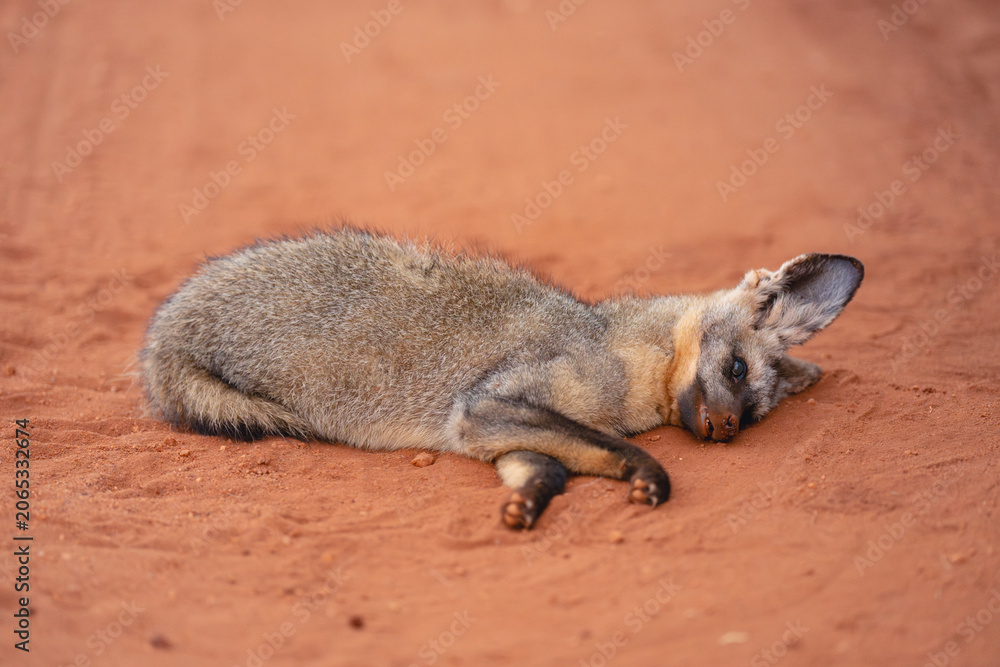 Fototapeta premium Bat-eared fox lies dead on dirt track