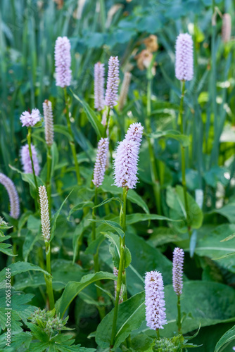 Bistorta officinalis Superbum Detail Blüte