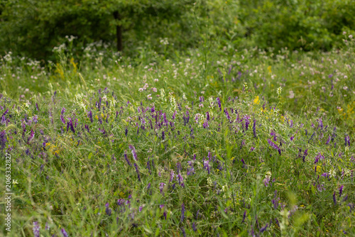 field of flowers