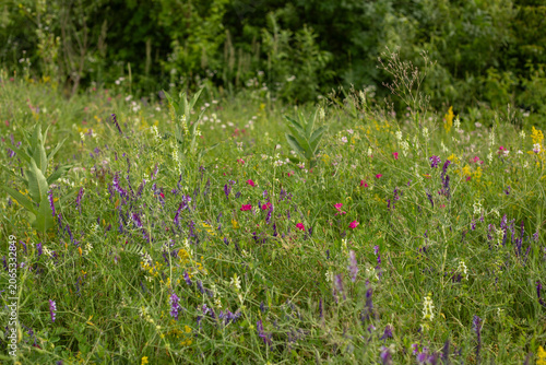 field of flowers