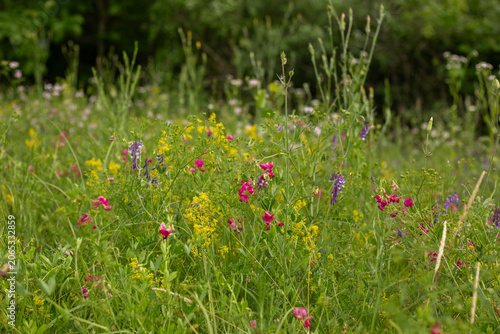 field of flowers
