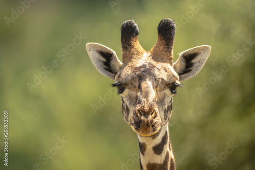 Photography Close-up of Masai giraffe staring towards camera
