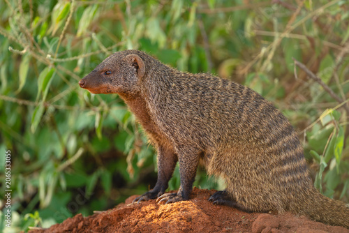 Принти на полотні Close-up of banded mongoose on earth mound