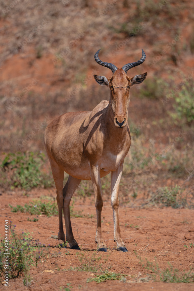 Fototapeta premium Coke hartebeest stands facing camera in sunshine