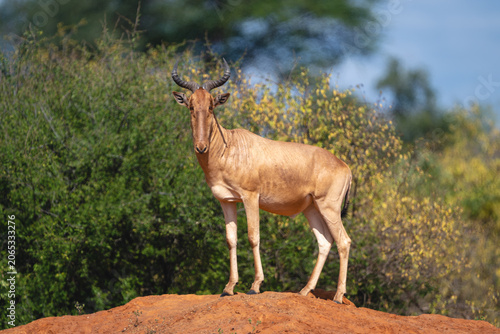 Photography Coke hartebeest stands watching camera from mound