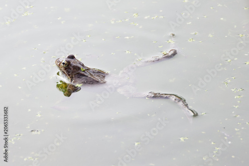 la grenouille verte