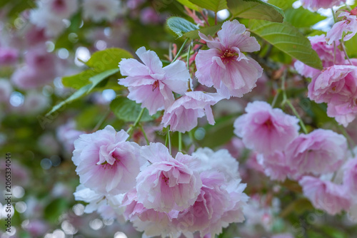 Prunus serrulata Daikoku Japanische Blütenkirsche Detail Blüte