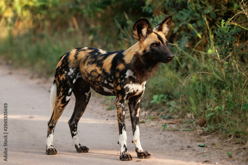 Fototapeta premium Wild African dog stands on dirt path in savanna. Spotty fur coats this canine predator. It has large ears and alert eyes, watching its surroundings with intense focus, looking to the right.