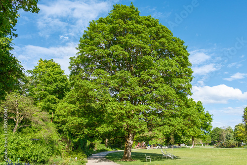 Acer pseudoplatanus Berg-Ahorn Habitus