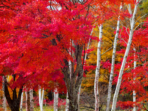 真っ赤な紅葉　山梨県
