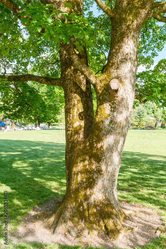 Acer pseudoplatanus Berg-Ahorn Stamm