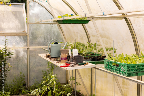 Intérieur d'une serre avec des petites plantations vertes en pot et en pleine terre, atelier et matériel de jardinage