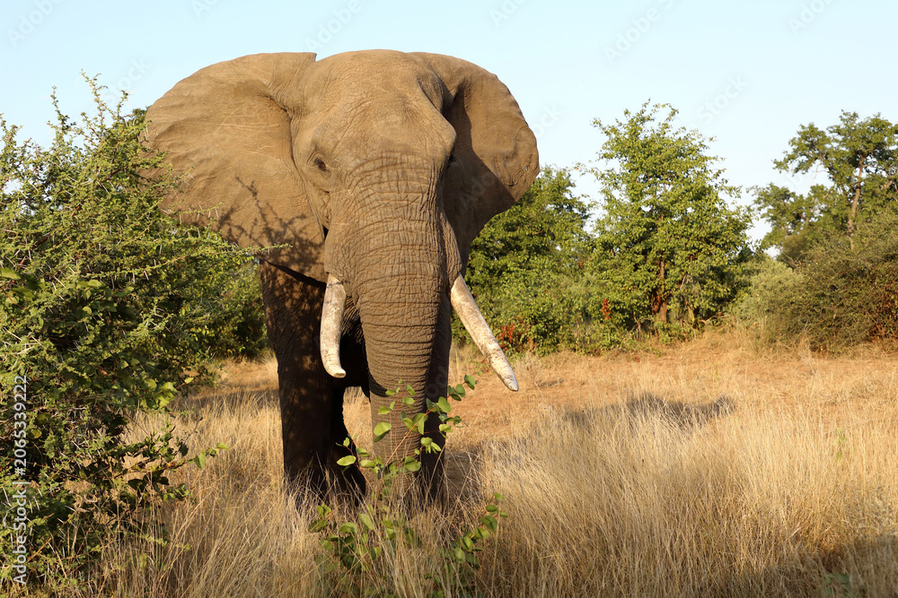 Fototapeta premium Afrikanischer Elefant / African elephant / Loxodonta africana