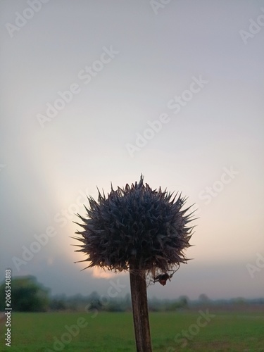 Dry round thistle seed head, Spiky wild flower silhouette at sunset, Dried plant in evening field
