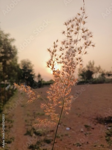 Wild fluffy grass in golden hour, Backlit seed heads at sunset, Elegant field grass