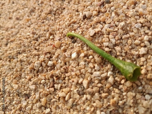 Green pepper stem on sand, Organic vegetable scrap on textured ground, Plant waste on gritty surface