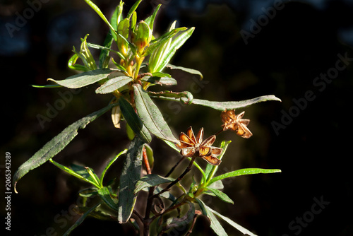Jara pringosa (Cistus ladanifer)