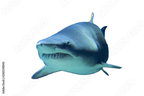 close up face of Ocean predator replica white shark Realistic aquatic animal isolated on Transparent background