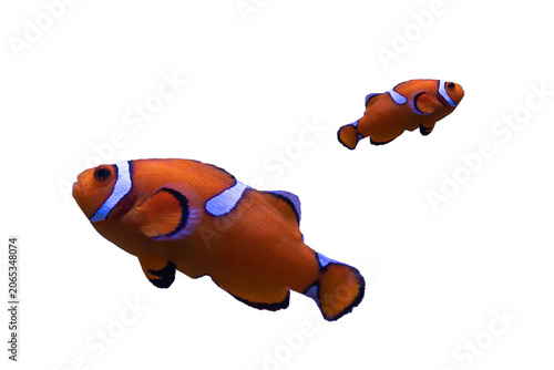 Tropical reef fish Clownfish in side profile featuring bright orange coloration and bold white stripes isolated on Transparent background