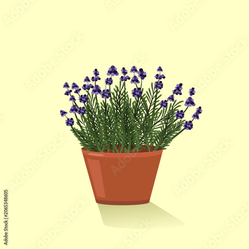 Growing lavander flower in pot vector illustration.