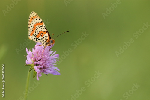 Canvastavla una farfalla melitaea didyma su un fiore al tramonto
