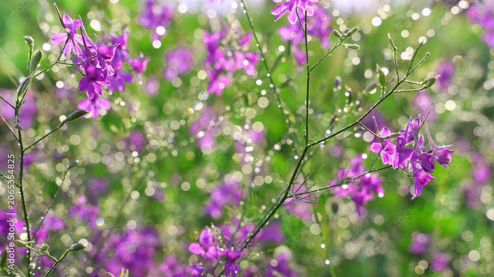 Fototapeta premium Purple wildflowers and grasses with dew drops in the sunlight on a summer meadow.