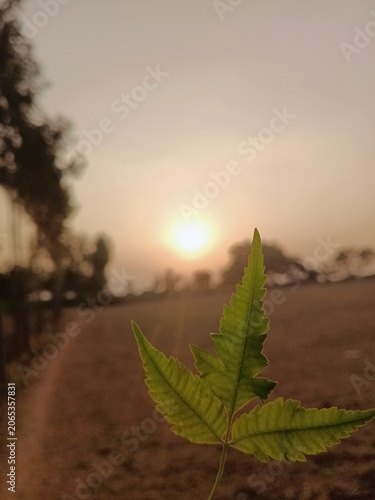 Single neem leaf at sunset, Close up of backlit medicinal foliage, Evening nature details