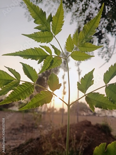Neem tree leaves at sunset, Fresh green foliage backlit by evening sun, Azadirachta indica plant