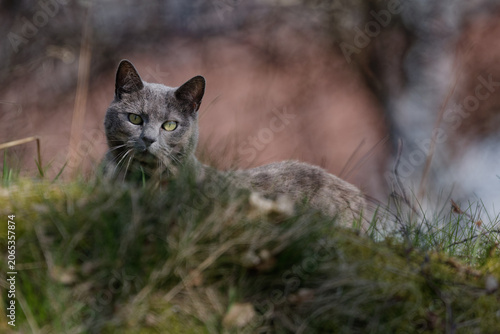 Photos chat aux aguets