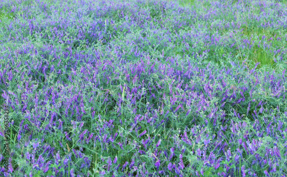 Obraz premium Blooming violet wildflowers covers a summer meadow.