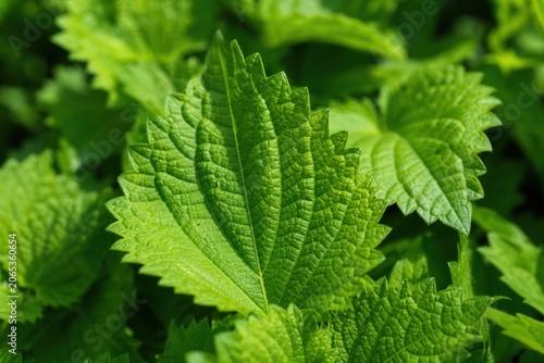 Fresh green perilla shiso leaf growing in sunny garden close up showing detailed texture and vibrant veins