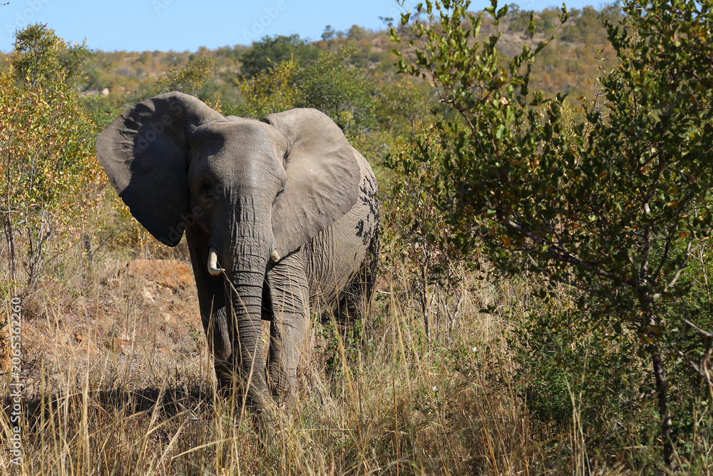 Obraz premium Afrikanischer Elefant / African elephant / Loxodonta africana