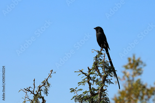 Tableau sur toile Elsterwürger / Long-tailed shrike or Magpie shrike / Urolestes melanoleucus