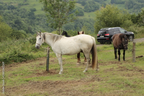 Caballo