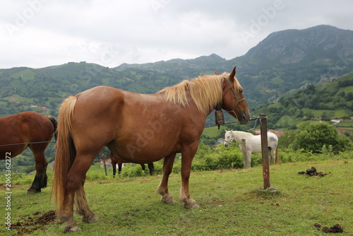 Photos Caballo