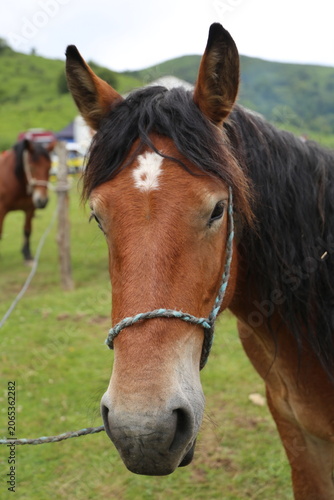 Caballo