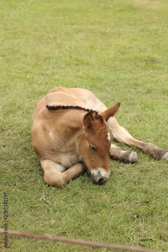 Caballo