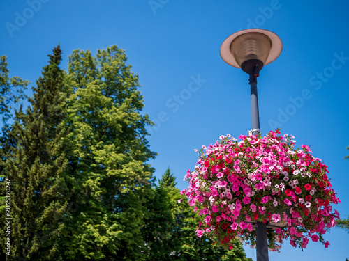 Obraz na płótnie Colorful petunia flowers in a hanging basket attached to a street lamp