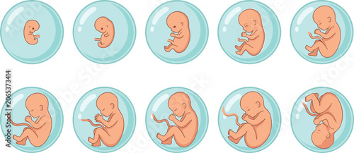 Konstfotografi Human fetal development stage vector illustration collection showing monthly emb