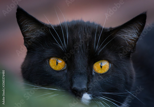 Canvas Print Close-up portrait of a beautiful black cat with striking amber yellow eyes