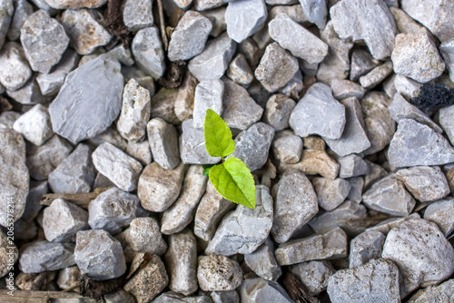 a tiny vibrant green seedling pushes its way through a harsh bed of gray gravel. it is symbolizing the resilient power of life overcoming adversity