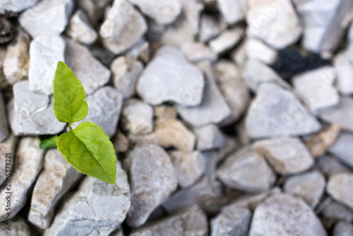 a tiny vibrant green seedling pushes its way through a harsh bed of gray gravel. it is symbolizing the resilient power of life overcoming adversity