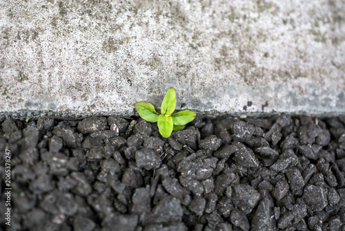 a tiny vibrant green seedling pushes its way through a harsh bed of gray gravel. it is symbolizing the resilient power of life overcoming adversity