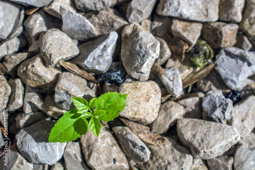 a tiny vibrant green seedling pushes its way through a harsh bed of gray gravel. it is symbolizing the resilient power of life overcoming adversity